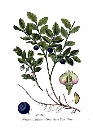 Heather Winberry